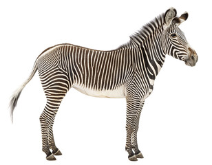 Fototapeta premium Grevy's zebra standing with intricate striped coat