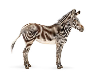 Naklejka premium Grevy's zebra standing looking aside against white background