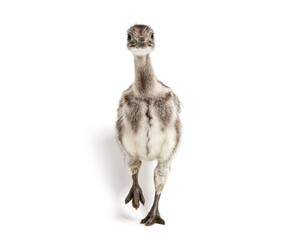 Darwin's rhea chick walking towards camera © Eric Isselée