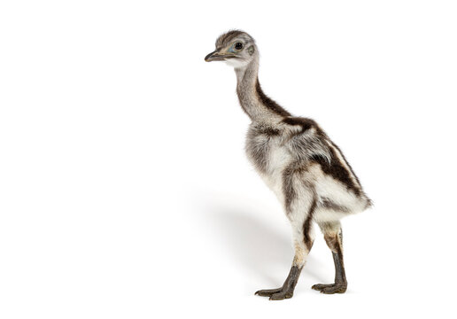 Lesser rhea chick standing on white background