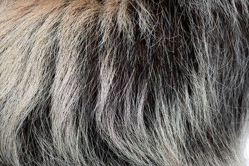 Fototapeta premium Linnaeus's two toed sloth fur texture close up