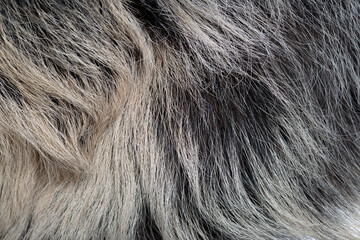 Fototapeta premium Linnaeus's two toed sloth displaying textured fur pattern