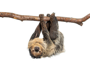 Linnaeus's two toed sloth hanging upside down © Eric Isselée