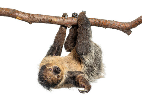 Linnaeus's two toed sloth hanging upside down on branch