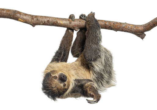 Two toed sloth hanging upside down on branch