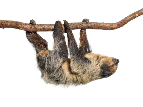 Linnaeus's two toed sloth hanging on branch