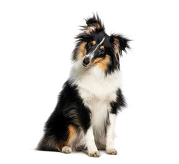 Obraz premium Shetland sheepdog puppy sitting tilting head curious