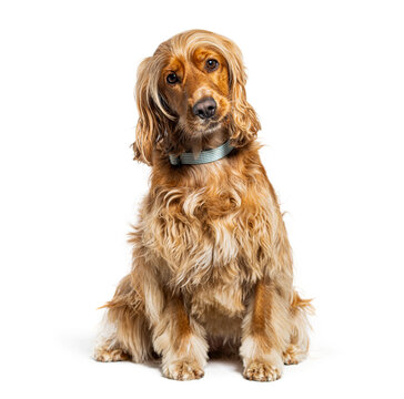English cocker spaniel dog sitting looking at camera