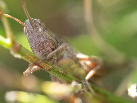 Tiny grasshopper perches on green plant stem