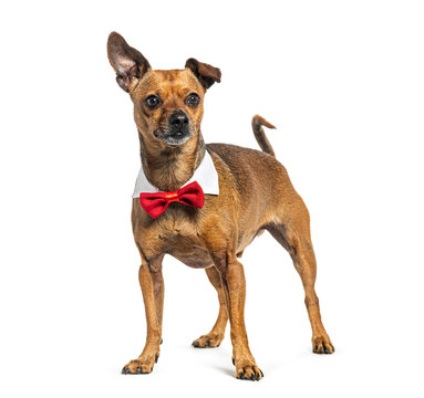 dog wearing fancy red bow tie
