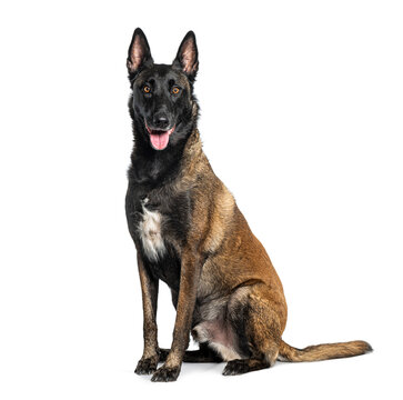 Belgian malinois shepherd dog sitting white background