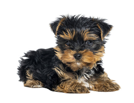 Yorkshire terrier puppy lying down on transparent background