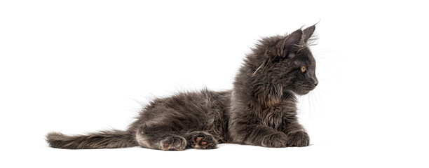 Maine coon kitten lying down looking alert © Eric Isselée