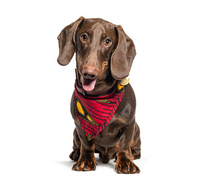 Brown dachshund dog wearing red bandana sitting
