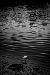 Fototapeta premium A Brazilian white egret in its natural habitat—along the banks of a river or lake—highlighting its elegance, plumage, and characteristic behavior. A wildlife, nature, and Brazilian biodiversity photog