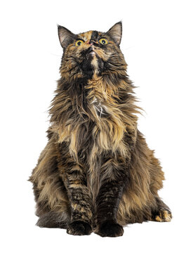 Longhair tortoiseshell cat looking up, sitting isolated