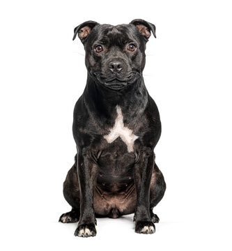 Black staffordshire bull terrier sitting on white backdrop