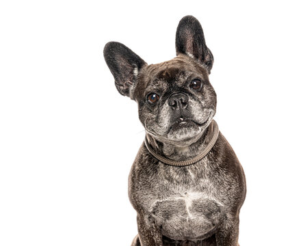 Brindle french bulldog looking curious on white background