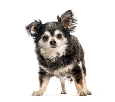 Long haired chihuahua standing looking at camera