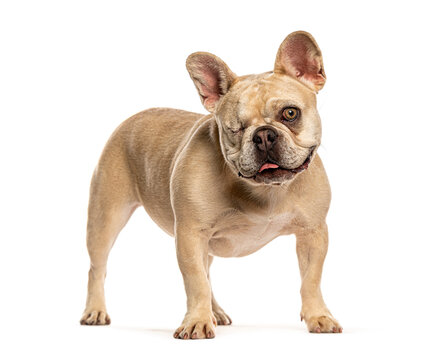 French bulldog standing winking and showing tongue