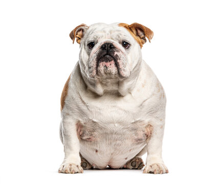 English bulldog sitting front facing white background