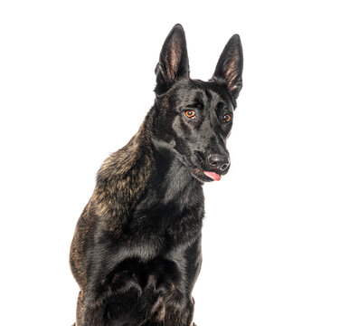 Dutch shepherd dog looking alert with tongue out