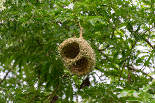 Natural woven bird nest hanging from leafy green tree round entrance showing intricate grass fibers wild bird nesting habitat tropical environment