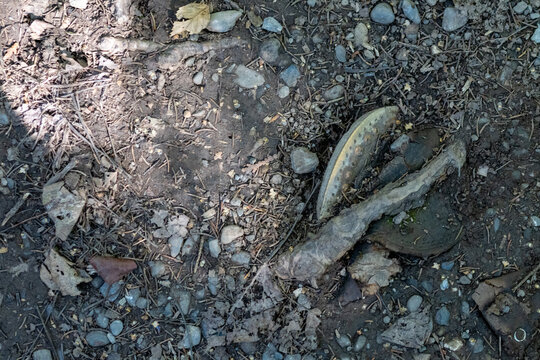 Nouvelle, Canada, 26 August 2026 : A weathered tree root and metal object embedded in a gravelly dirt forest trail
