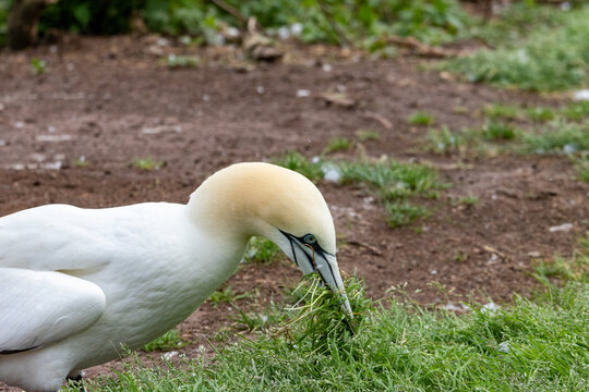 Quebec, Canada, 15 July 2026 : A Northern Gannet collects green grass and twigs with its beak for nesting material.