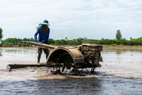 Farmer operates walking tiller muddy rice field preparing wet soil for planting cultivation rural agriculture under bright daylight