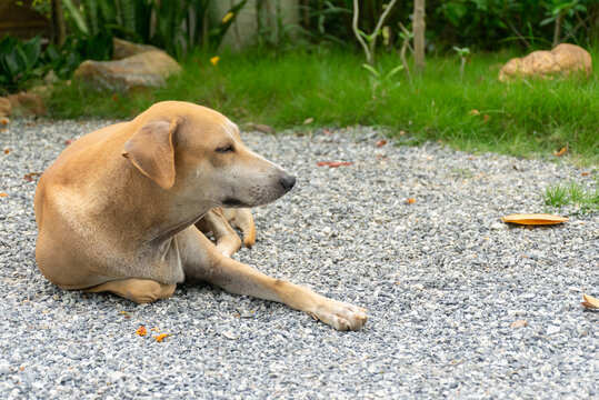 Brown dog resting calmly gravel ground beside green grass an outdoor garden showing peaceful domestic animal relaxing natural surroundings