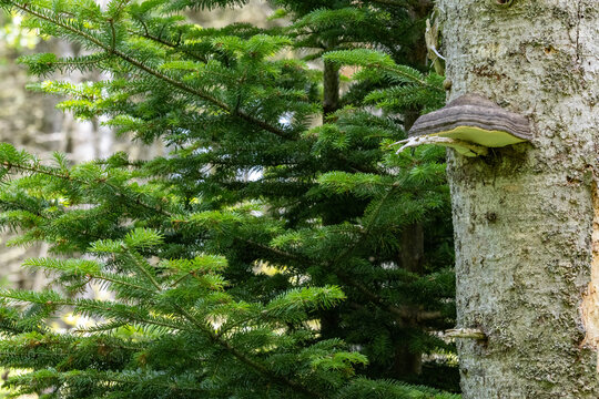Quebec, Canada, 15 July 2026 : A large bracket fungus grows on the bark of a tree trunk next to green coniferous branches.