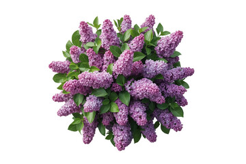 Obraz premium Full purple lilac bouquet with foliage