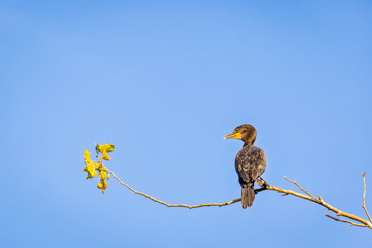 Cormorant perched on a tree branch, Central Kentucky