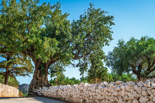 Ancient carob tree and stone wall near Kritsa village, Crete, Greece