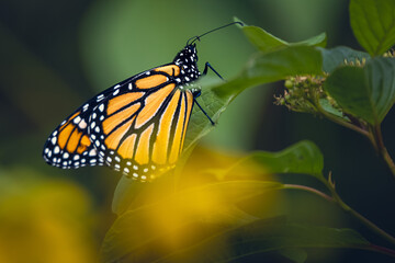 Monarch butterfly (Danaus plexippus) feeding on pink obedient plant flowers in summer, Ontario, Canada. © Teresa
