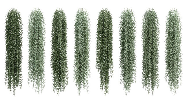 Set di otto piante rampicanti pendenti realistiche con foglie verdi sottili e lunghe, isolate su sfondo bianco, ideali per design d'interni, decorazioni botaniche e rendering architettonici 3D.
