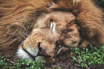 Close up male lion sleep in grass © william