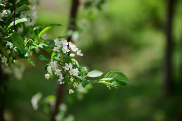 Naklejka premium White crabapple blossoms and green leaves on branch with soft green copy space in spring