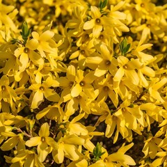 Obraz premium Bright yellow forsythia flowers blooming in a sunny garden spring park