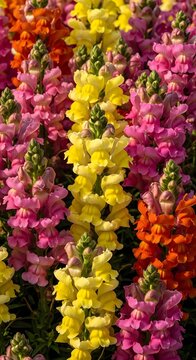 Colorful snapdragon flowers blooming in a vibrant summer garden