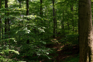 Fototapeta premium Dense green deciduous forest illuminated by sunlight on a summer day. Lush woodland landscape with tall trees and natural shadows. Concept of wilderness, ecology and peaceful nature.