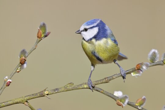 Blue Tit (Parus caeruleus), perched on a twig of a goat willow (Salix caprea), with catkins, spring, wildlife, animals, tit family, songbird, birds, Wilnsdorf, North Rhine-Westphalia, Germany