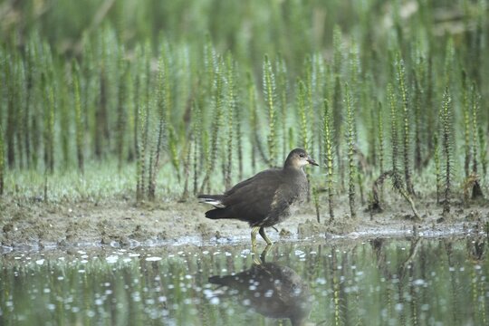Green-legged moorhen (Gallinula chloropus) &ndash; a young bird on the lakeshore, set against a backdrop of common horsetail (Hippuris vulgaris), Allg&auml;u, Bavaria, Germany
