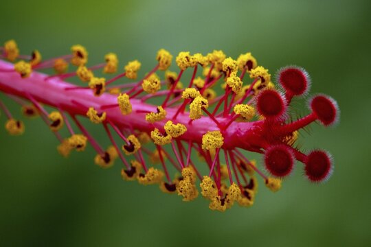 Hibiscus, flower with male and female reproductive organs, stigmas and stamens with anthers, macro photograph, Baden-W&uuml;rttemberg, Germany