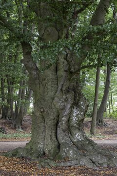 Ancient European beech (Fagus sylvatica), Emsland, Lower Saxony, Germany