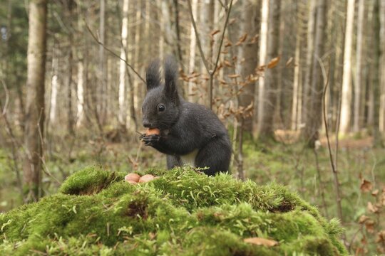 Squirrel (Sciurus vulgaris) with a hazelnut on a moss-covered tree stump, Allg&auml;u, Bavaria, Germany