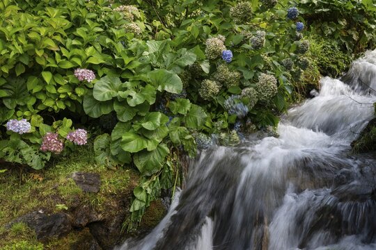 Stream flows past hydrangeas, long exposure, Mogno, Maggia Valley, Valle Maggia, Canton of Tessin, Switzerland
