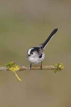 Long-tailed Tit (Aegithalos caudatus), perched on a moss-covered branch, Wilnsdorf, North Rhine-Westphalia, Germany