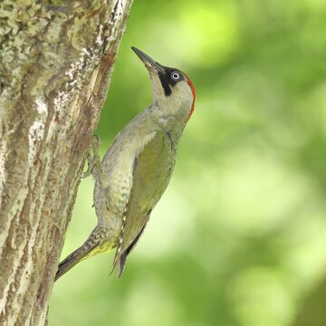 Green Woodpecker (Picus viridis) &ndash; a female at her nesting cavity in an old oak tree, wildlife, woodpeckers, Eurasian green woodpecker, nature photography, spring, Wilnsdorf, North Rhine-Westphalia, Germany